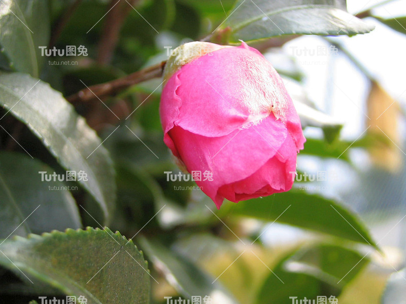 粉色三桂花花蕾的特写