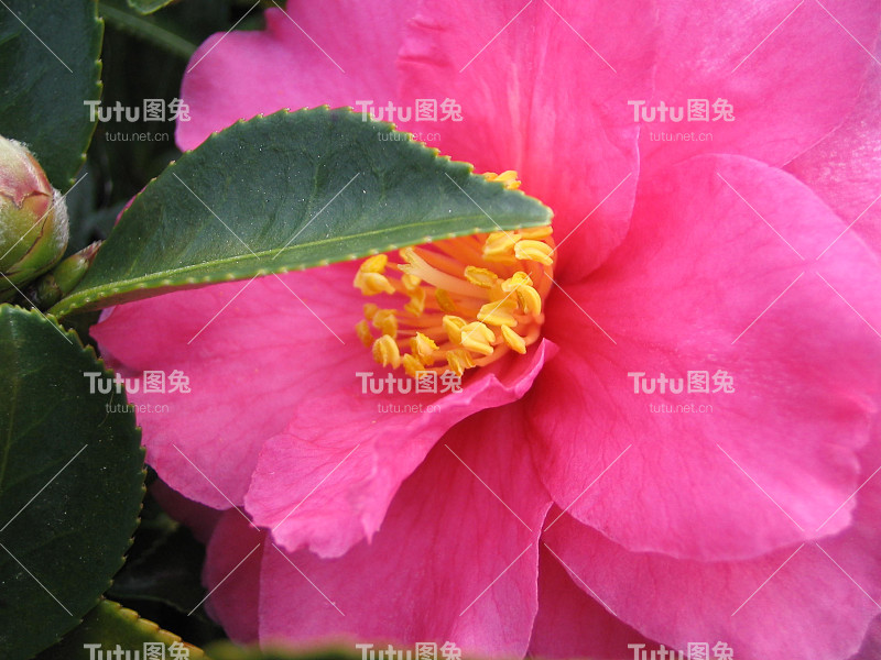 粉红色的三桂花特写
