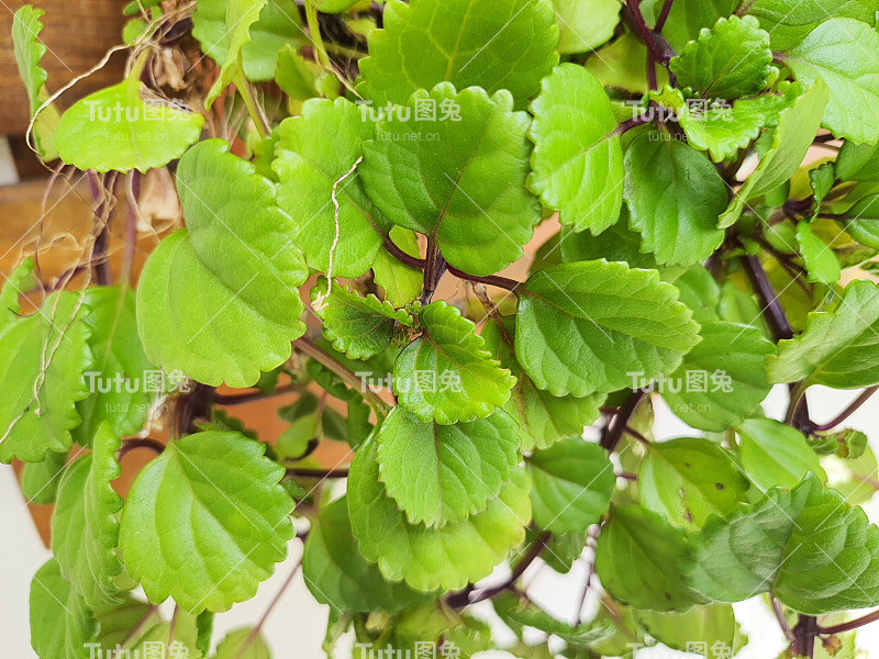 近景月桂花的绿叶。