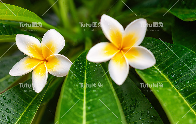 清晨清新的桂花带着水滴