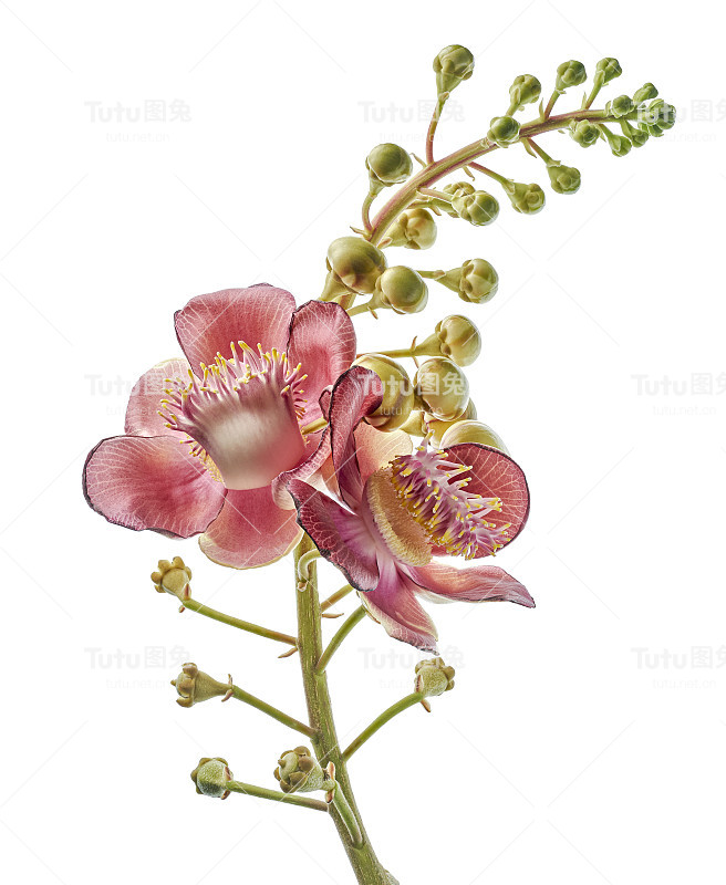炮弹树，桂花，白底孤立，有剪枝径