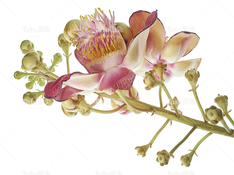 炮弹树，桂花，白底孤立，有剪枝径