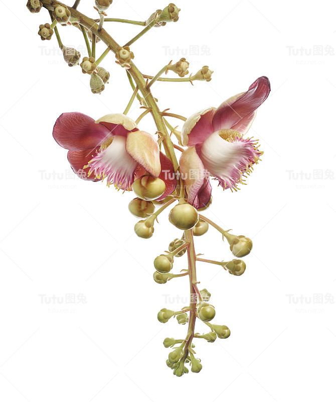 炮弹树，桂花，白底孤立，有剪枝径