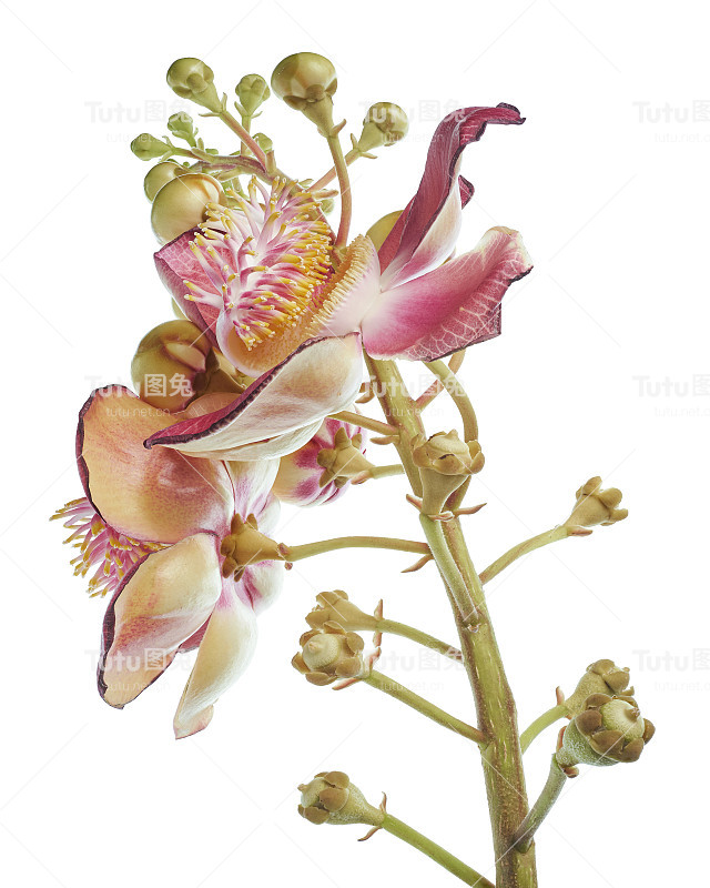 炮弹树，桂花，白底孤立，有剪枝径