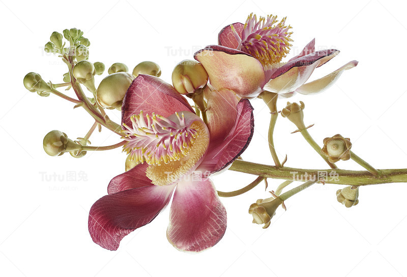 炮弹树，桂花，白底孤立，有剪枝径