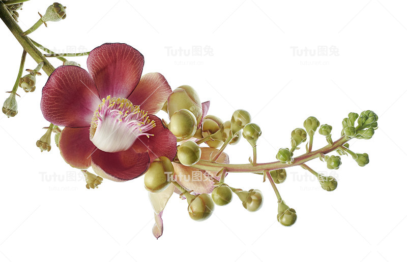 炮弹树，桂花，白底孤立，有剪枝径