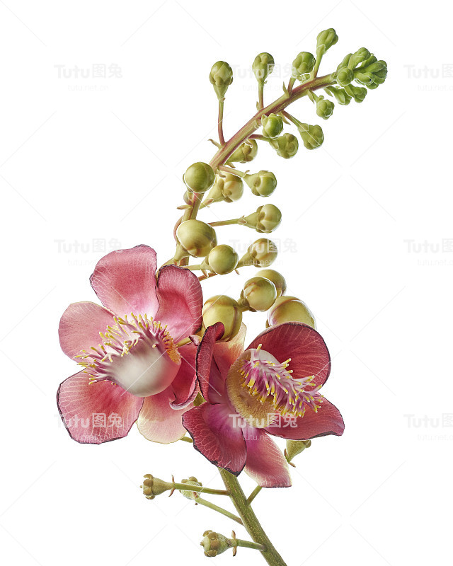 炮弹树，桂花，白底孤立，有剪枝径