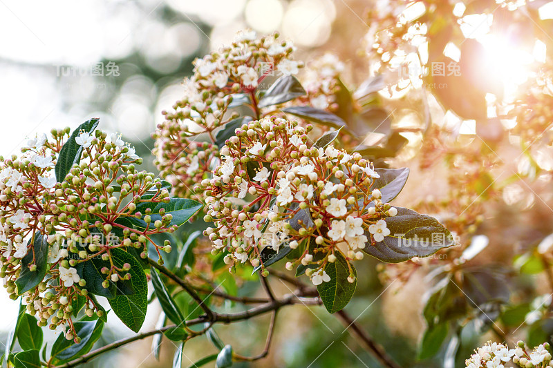 开花植物月桂花(Viburnum tinus)的白色花和绿色叶