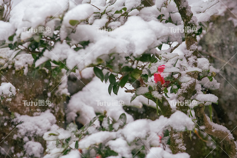 雪和三桂花