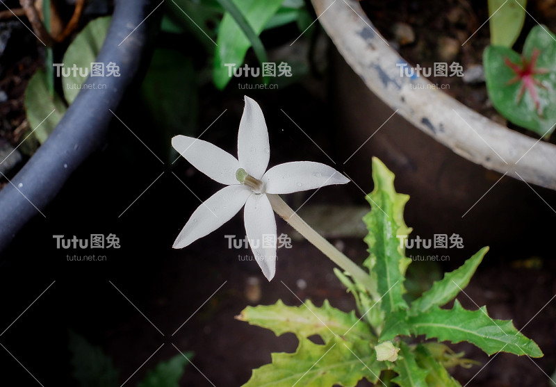 桂花有助于缓解眼睛疼痛和干燥