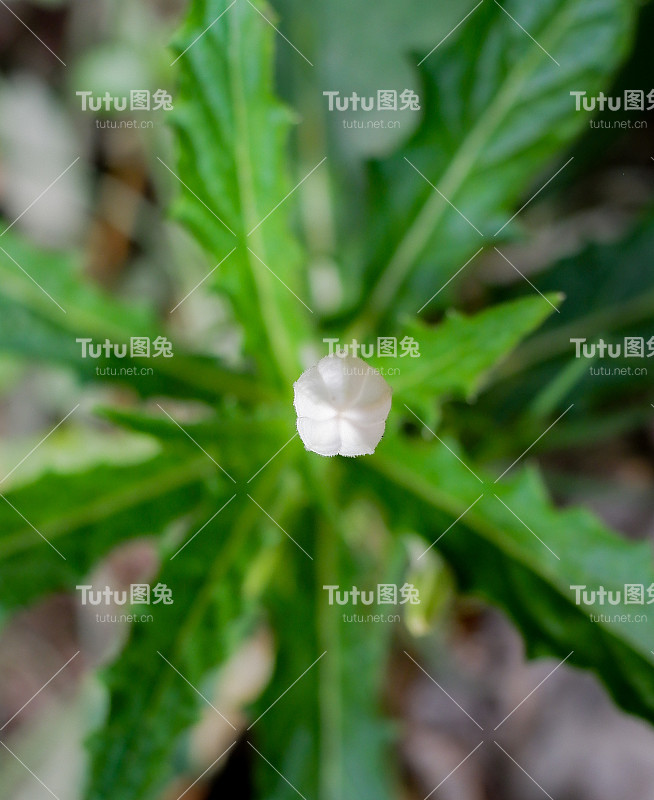 桂花有助于缓解眼睛疼痛和干燥