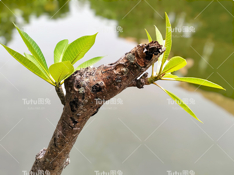水边的桂花树
