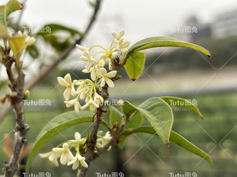 春天盛开的桂花