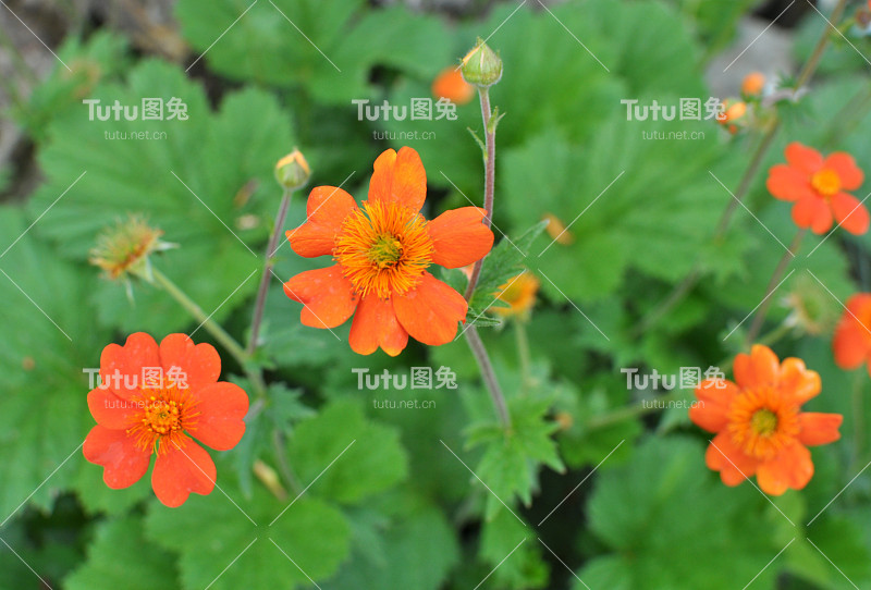 花园里盛开着金桂花