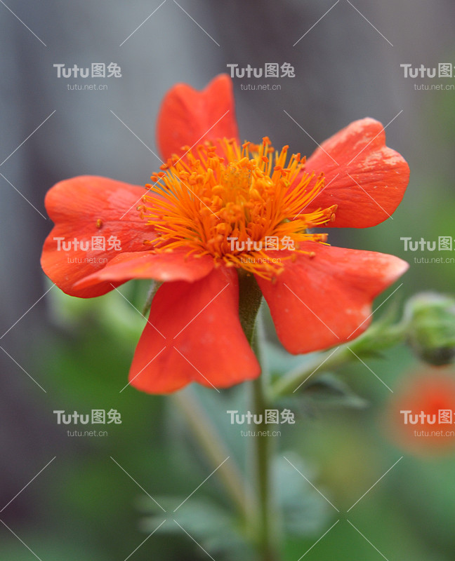 花园里盛开着金桂花