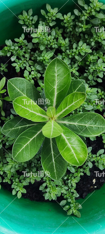 年轻的桂花