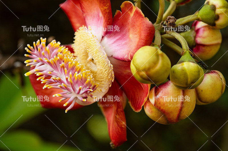 炮弹树花桂花