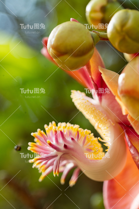 炮弹树花桂花