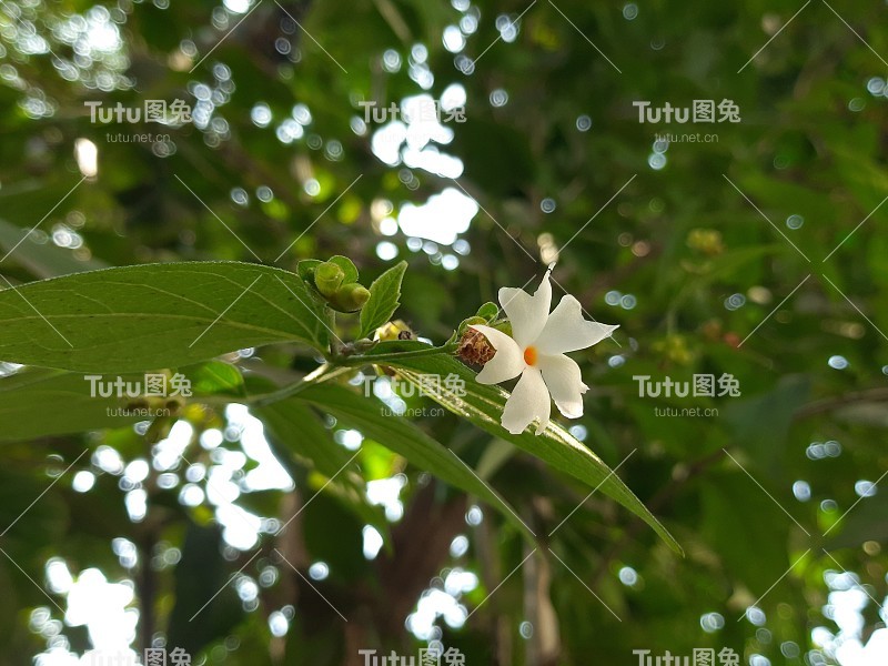 月桂花。