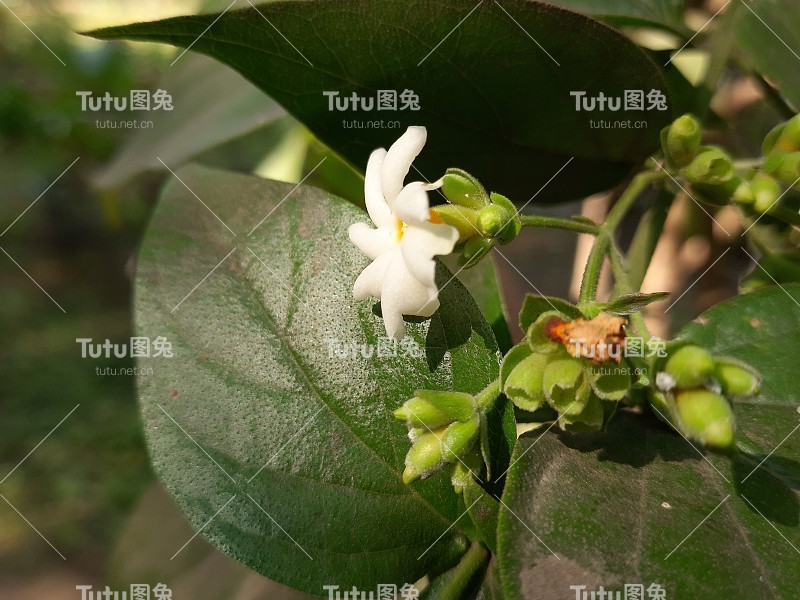 月桂花。