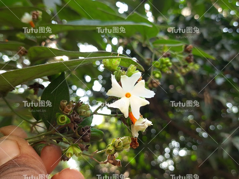 月桂花。