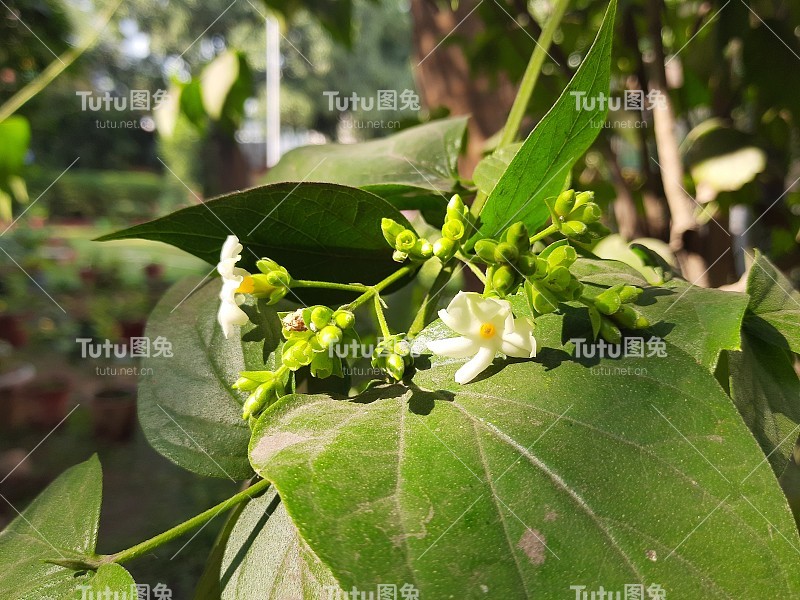 月桂花。