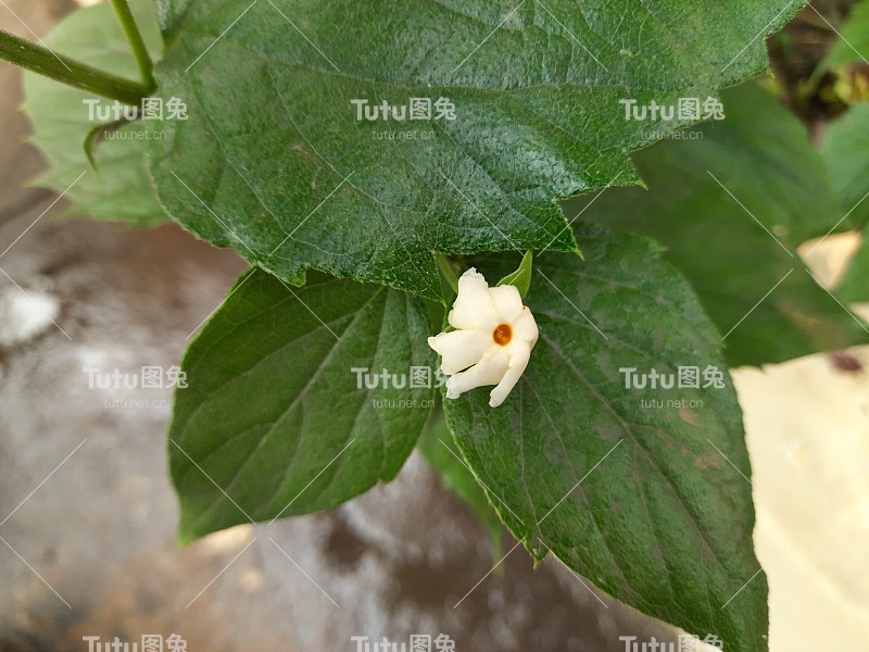 月桂花。