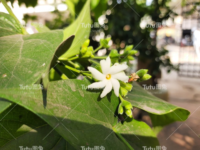 月桂花。