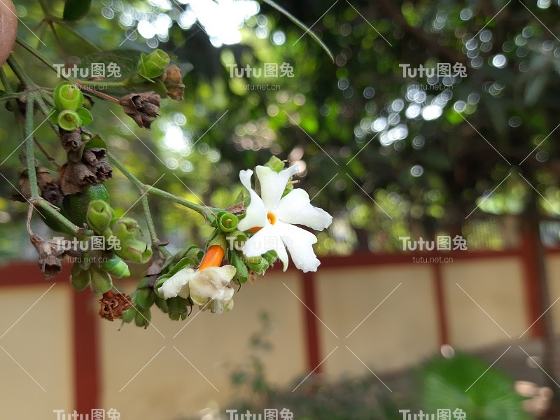 月桂花。