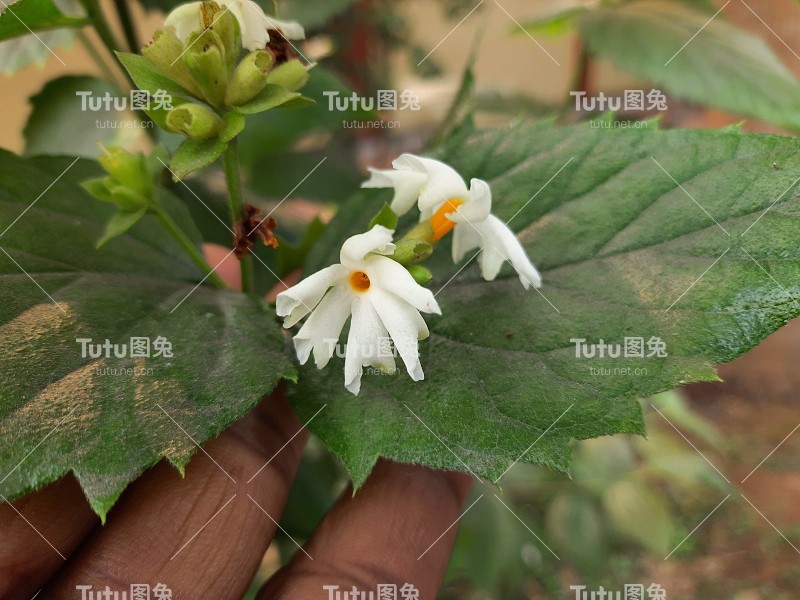 月桂花。