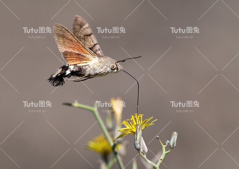 飞行中的蜂鸟鹰蛾(Macroglossum stellatarum)正在吸食月桂花的花蜜