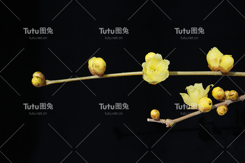 桂花