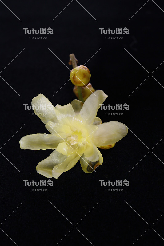 桂花