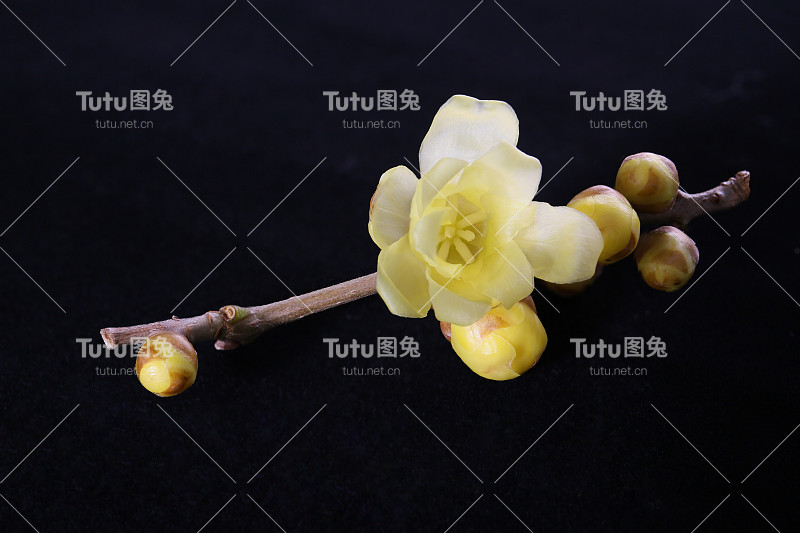 桂花