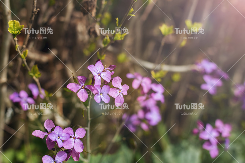 月桂花，诚植阳光下。特写镜头