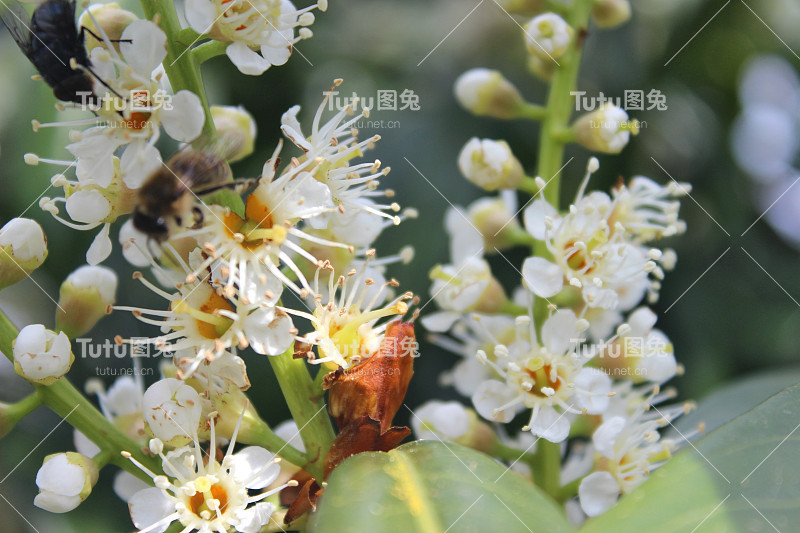 春天樱花月桂花开