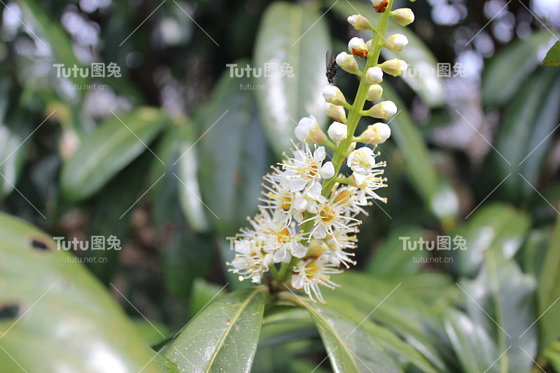 春天樱花月桂花开