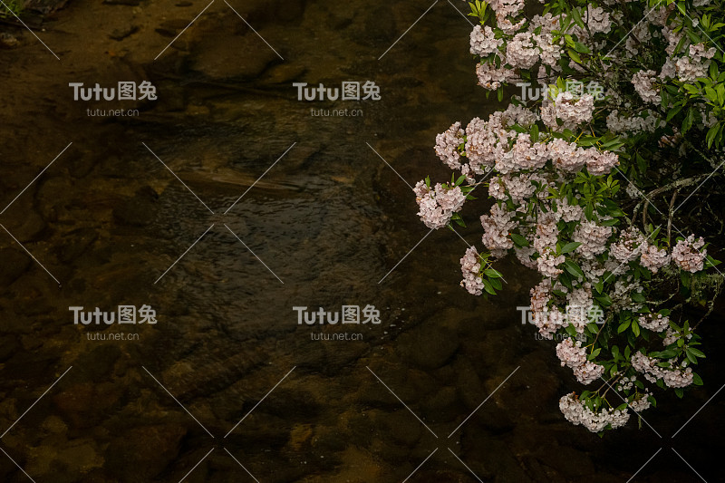 山月桂花在南卡罗来纳山溪黑暗的水面上绽放