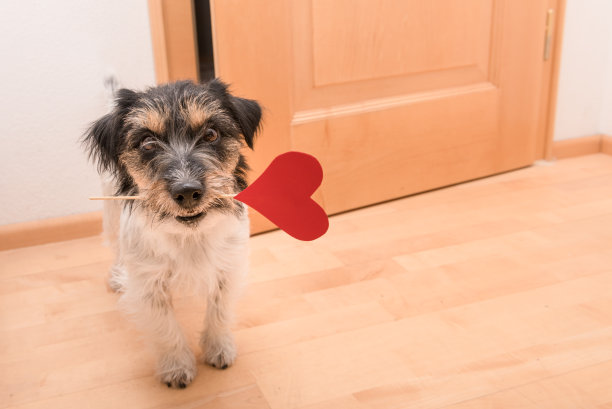 浪漫的狗-杰克罗素梗