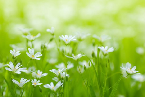 美丽的花野