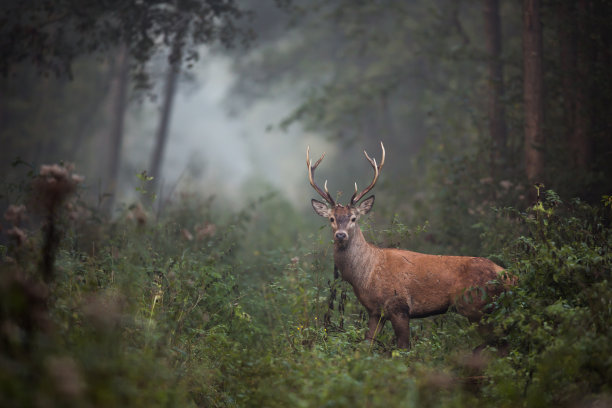 红鹿(Cervus elaphus)