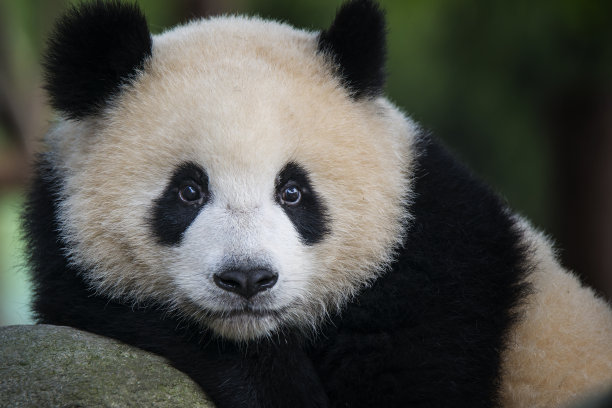 大熊猫(Ailuropoda melanoleuca)