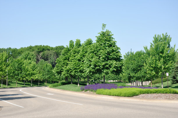 街道与景观中位数