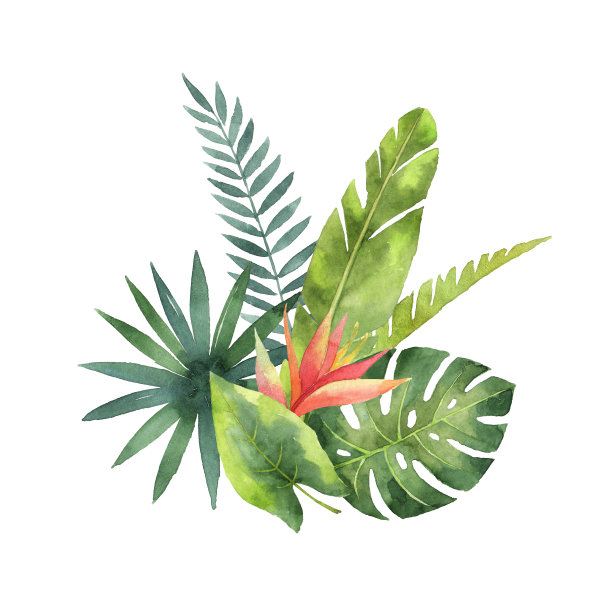 水彩花束热带叶子和花孤立在白色的背景。
