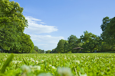 公園 芝生広場