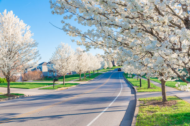 春天的街道，道路两旁美丽的树木在开花。