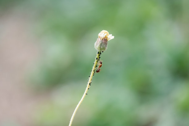 美丽的草花和红色的蚂蚁