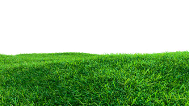 绿色的草地孤立在白色的背景上