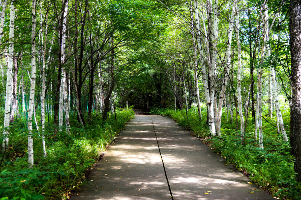 柏油路穿过森林