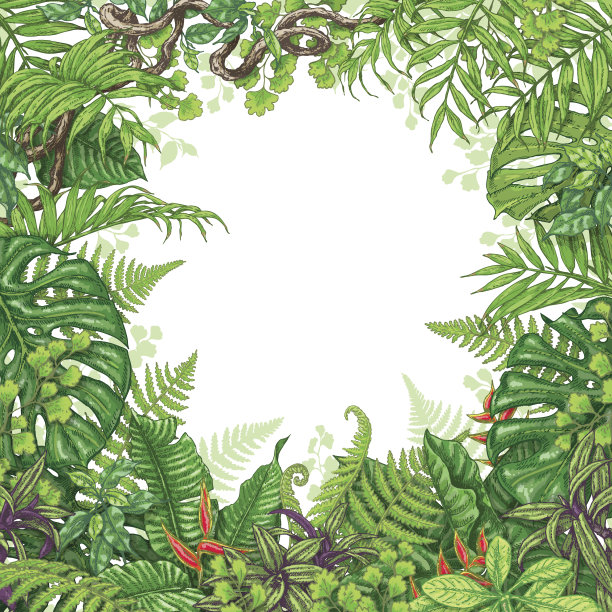 热带植物框架